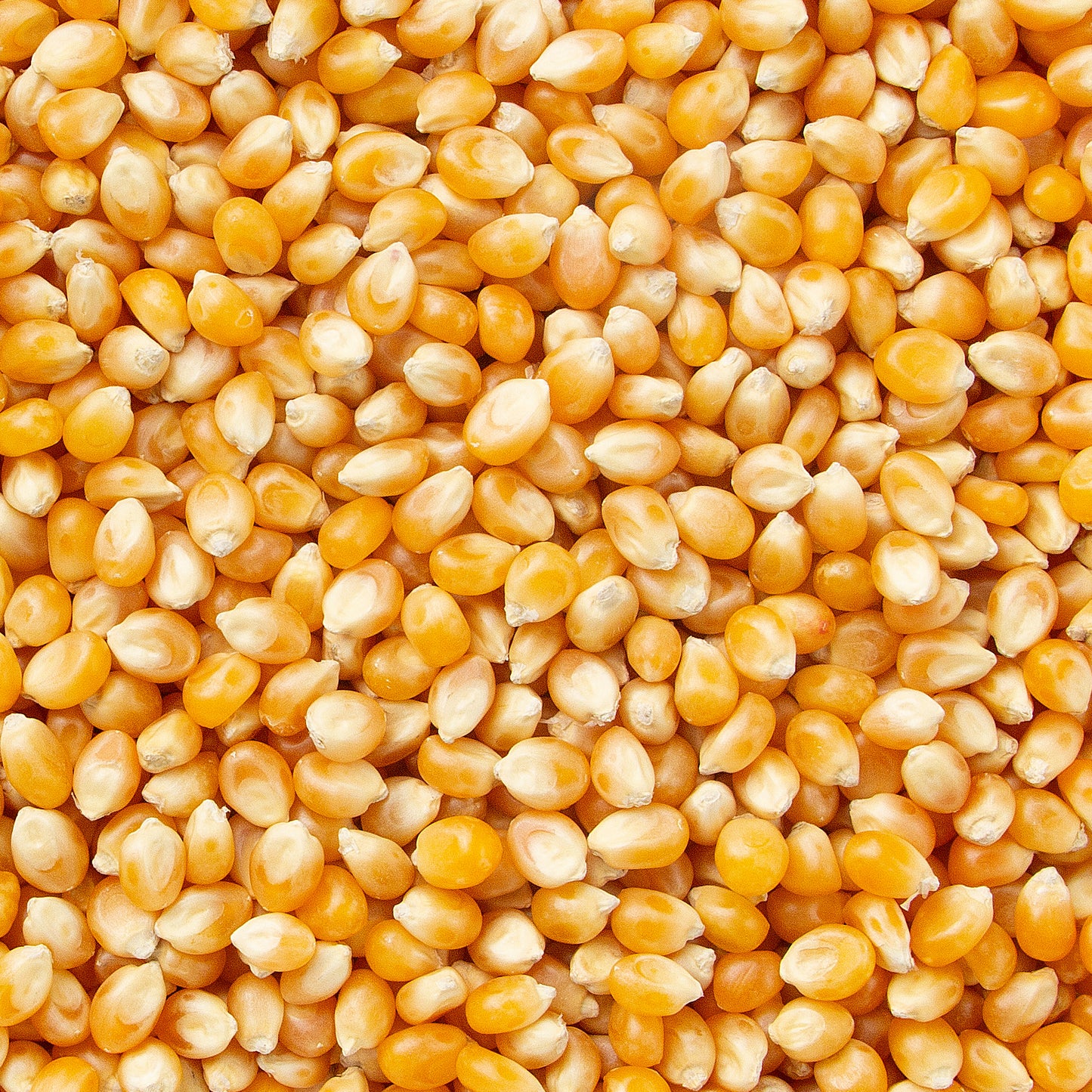 Popcorn Kernels
