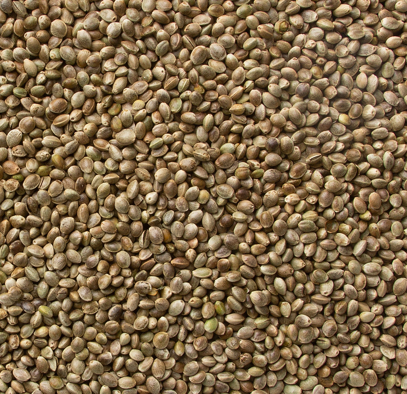 Toasted Hemp Seeds