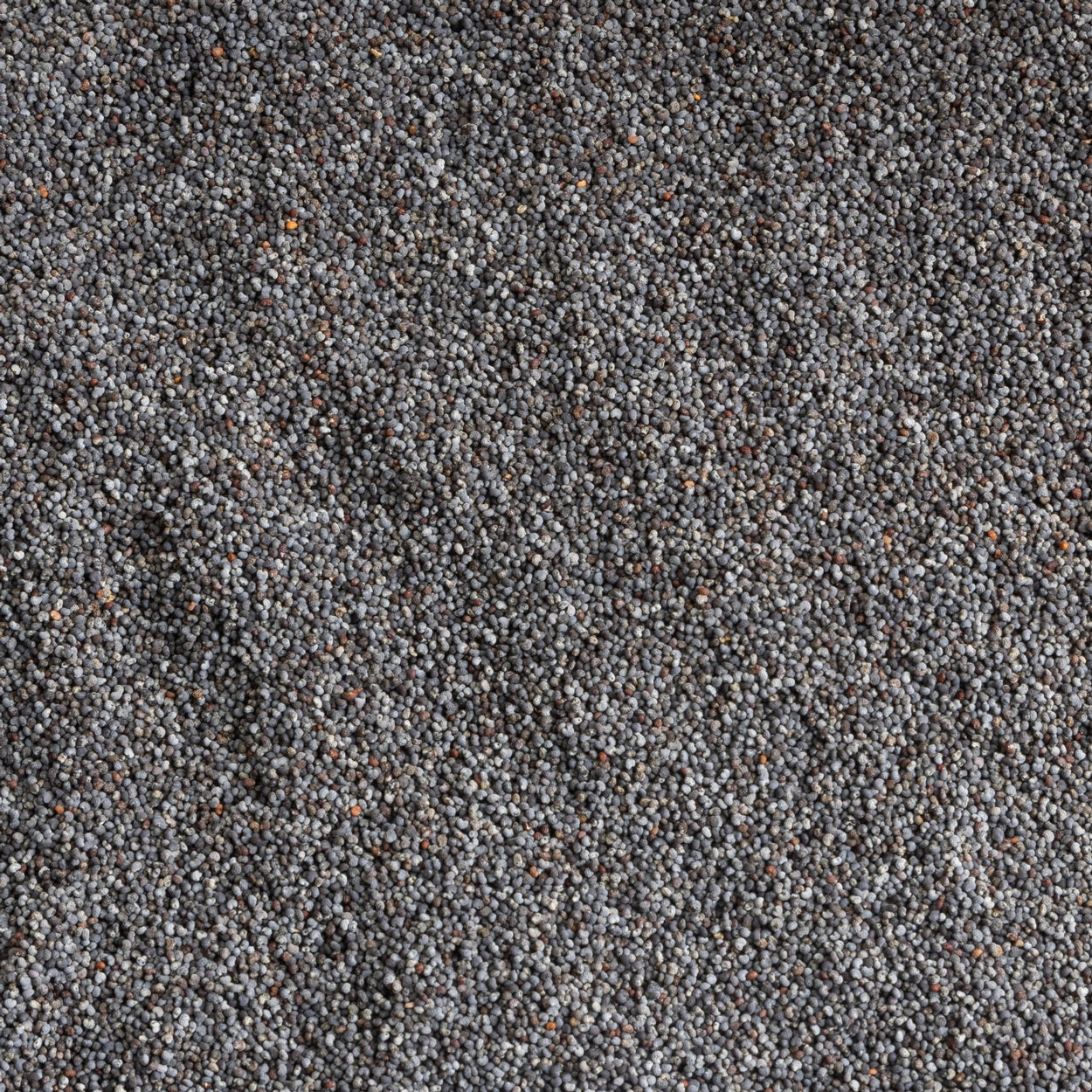 Dutch Blue Poppy Seeds