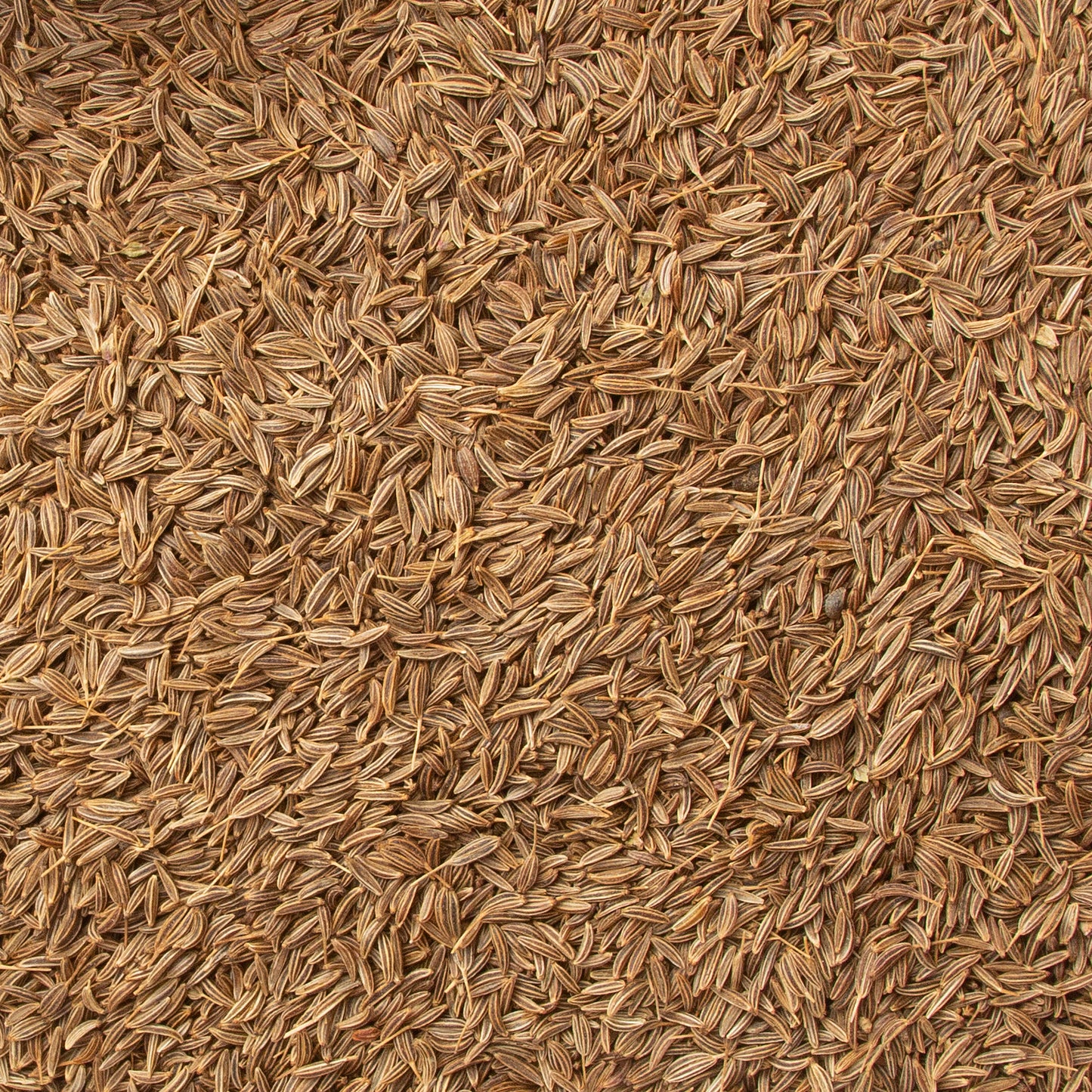 Caraway Seeds