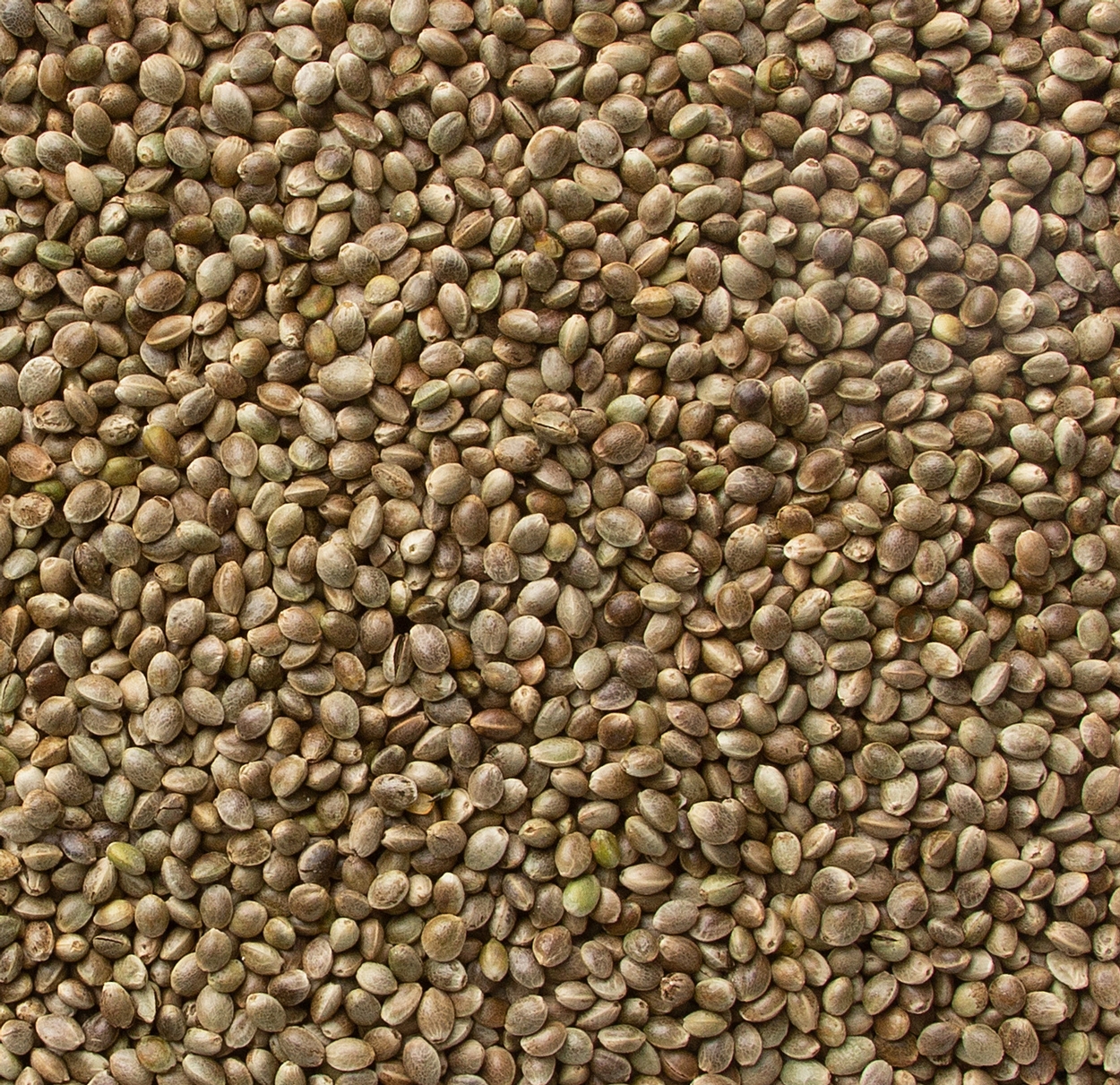 Toasted Hemp Seeds, Shell-On